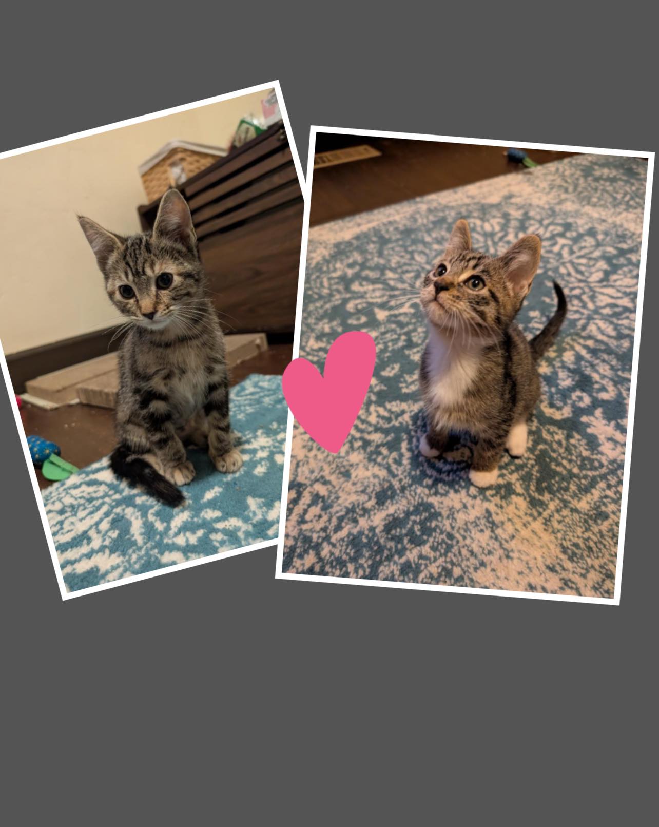 Stan & Stella