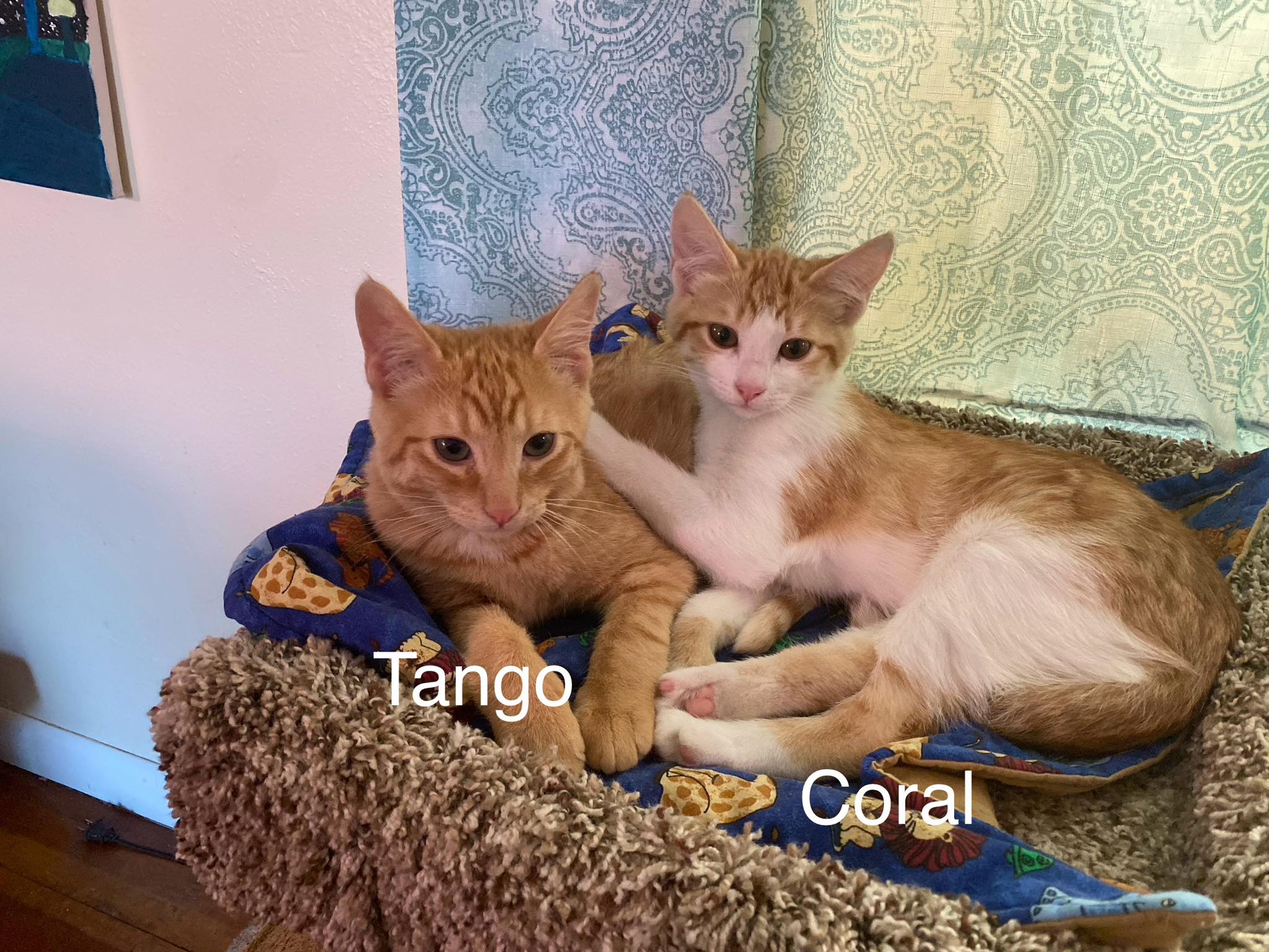 Coral & Tango