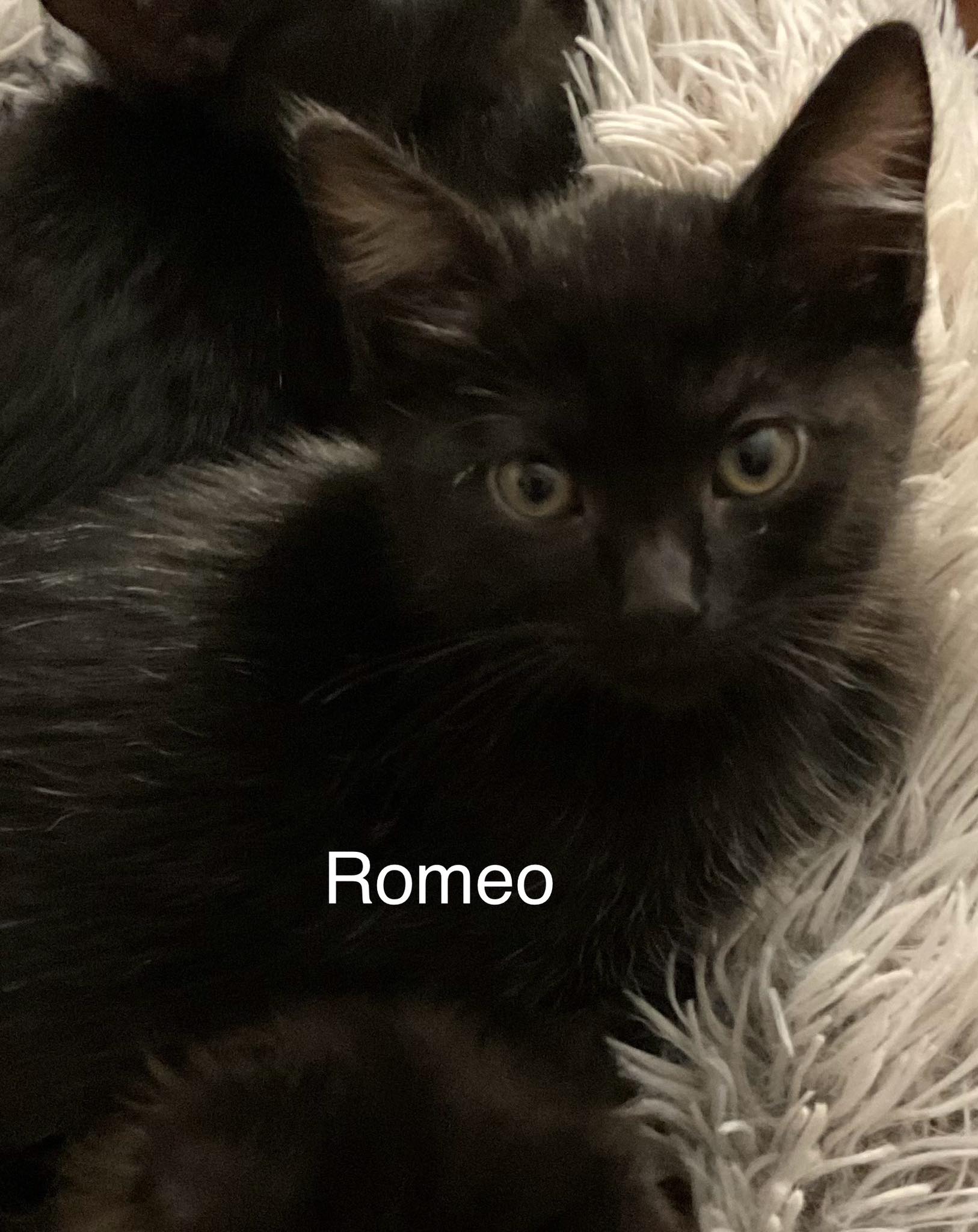 Romeo