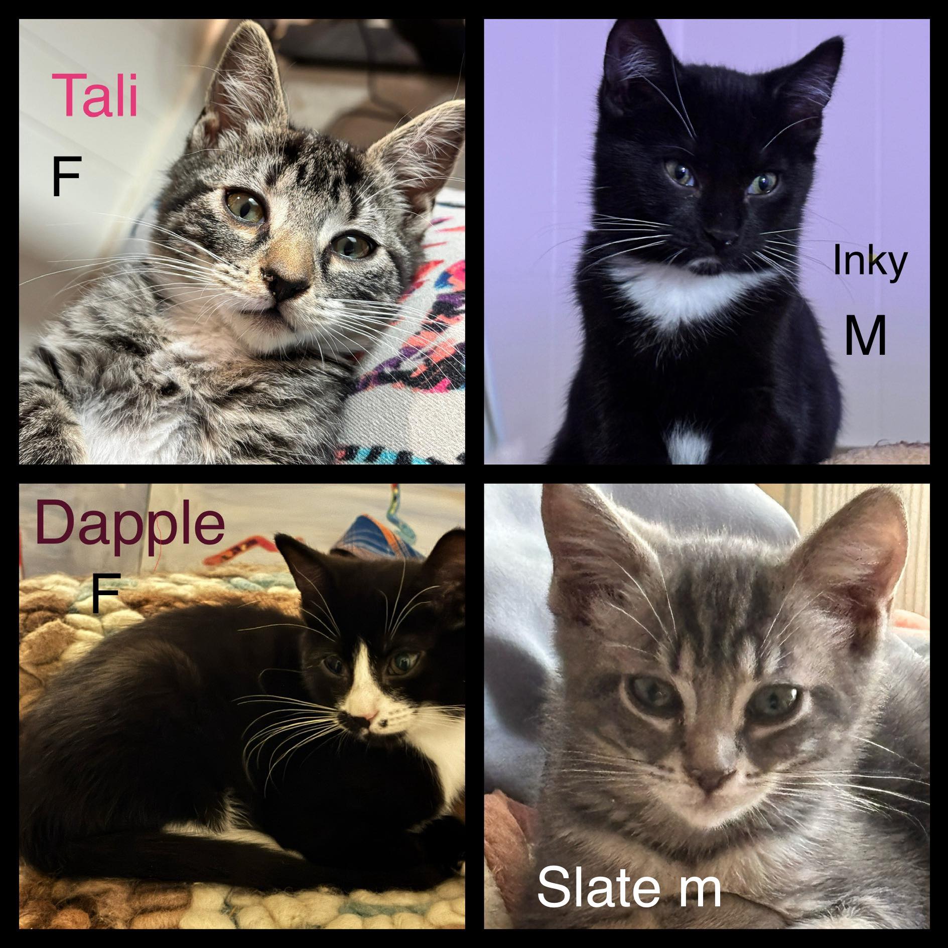 Tali, Inky, Dapple, & Slate