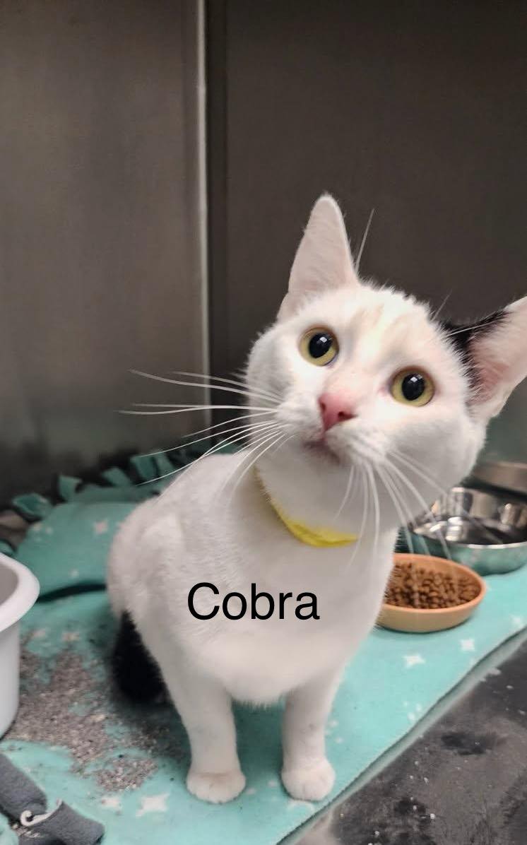 Cobra