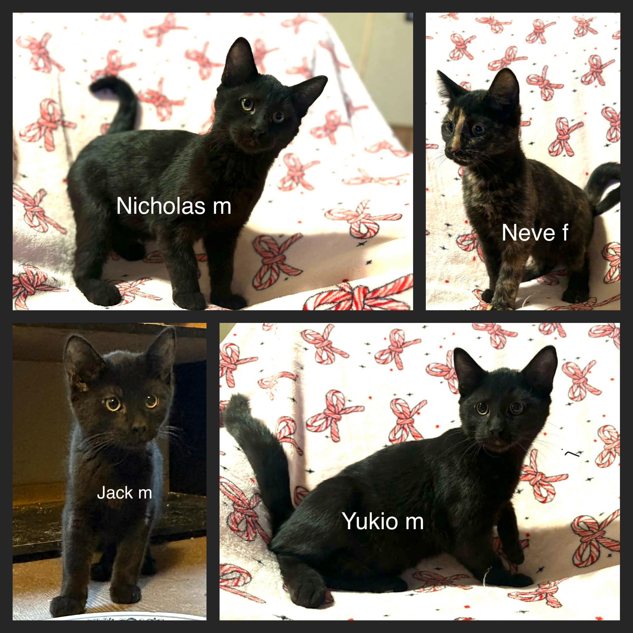 Yukio, Jack, & Nicholas