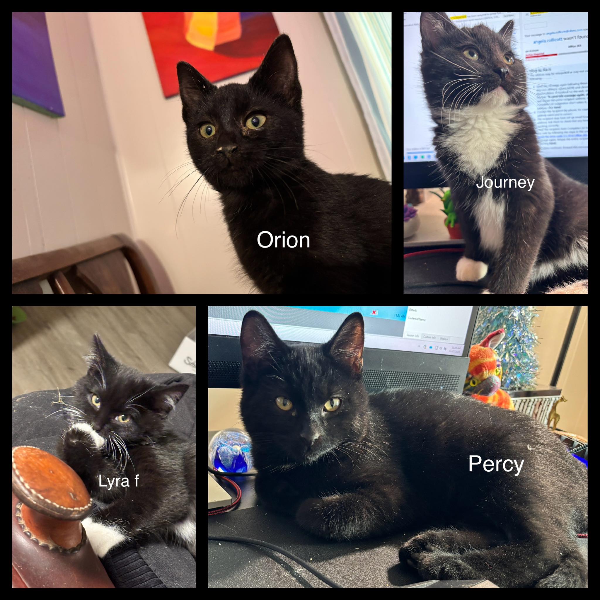 Lyra, Journey, & Orion