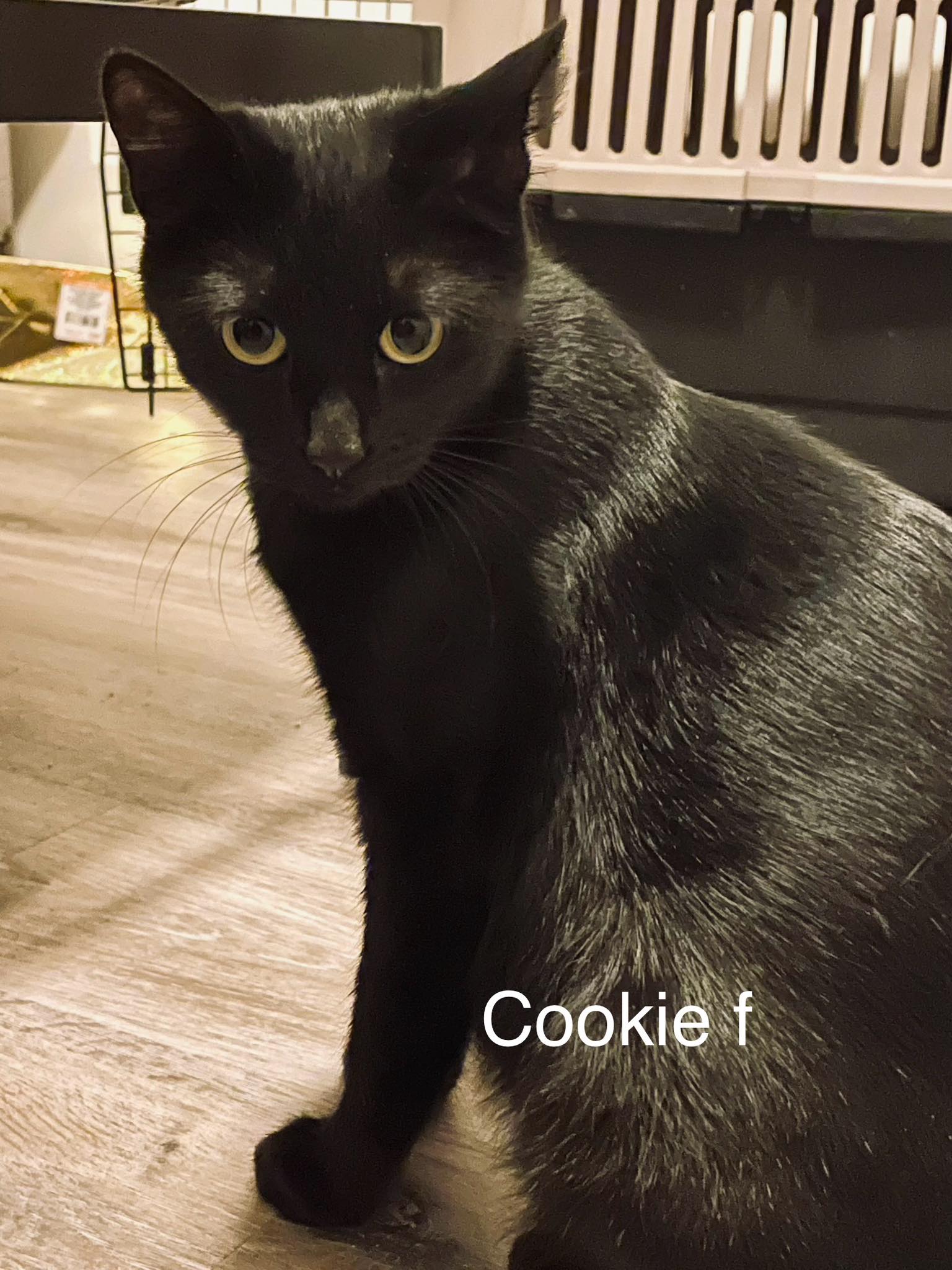 Cookie