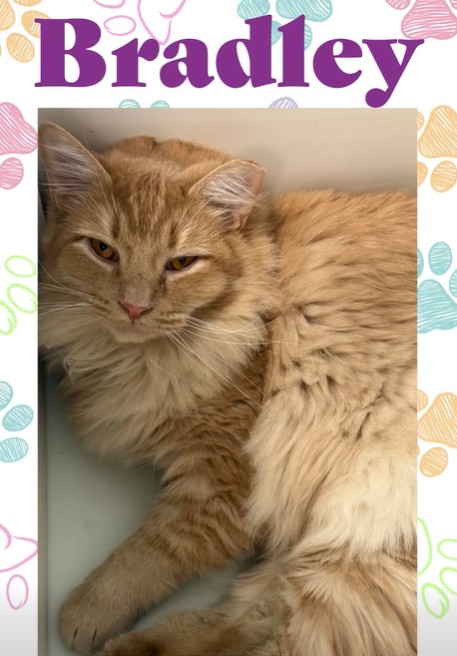 Bradley