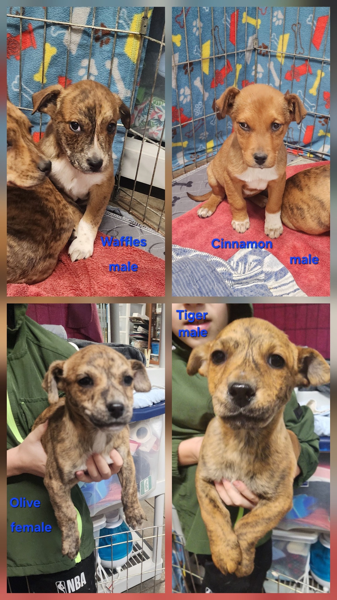 Cinnamon, Tiger, Olive