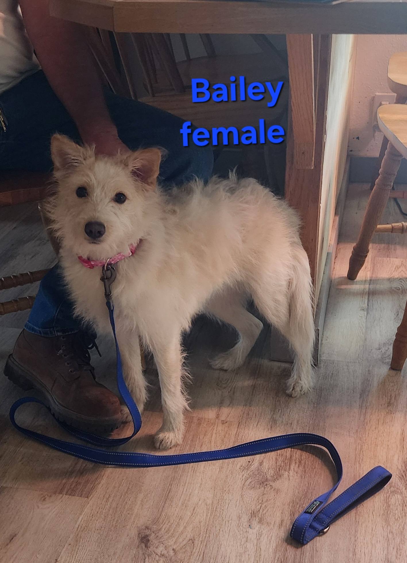 Bailey